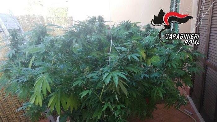 Guidonia, coltiva 6 piante di marijuana alte 2 metri in appartamento: giovane 27enne dal "pollice verde" nei guai