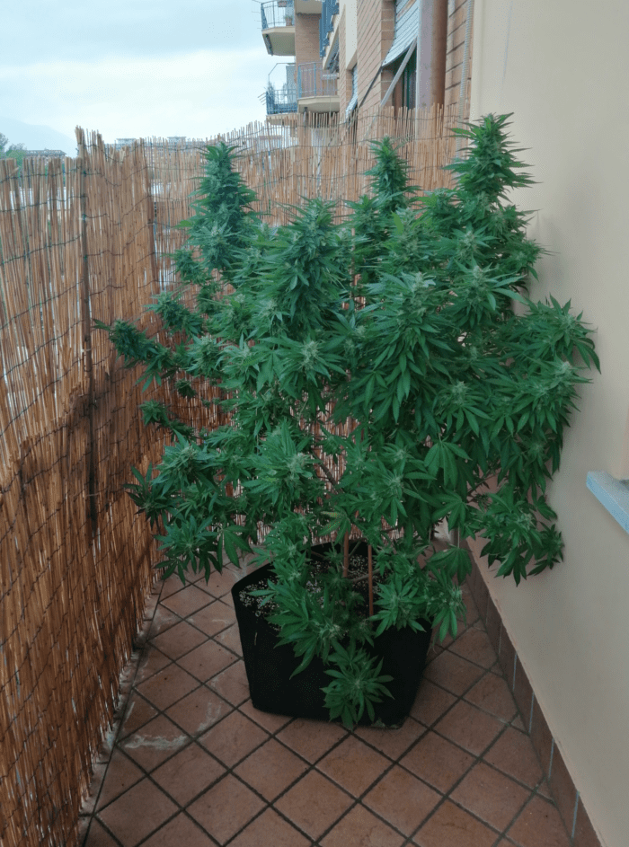 Frosinone, coltiva pianta di marijuana in casa: 43enne nei guai