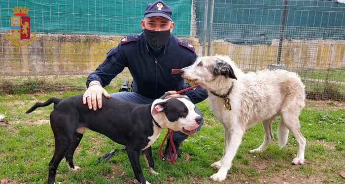 Roma. 30enne picchia selvaggiamente cani in strada a Trastevere e insulta i poliziotti intervenuti