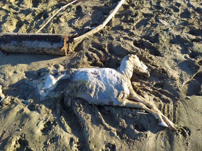 fregene carcassa pecora spiaggia