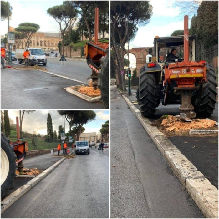 roma ceppaie tronchi d'albero rimossi