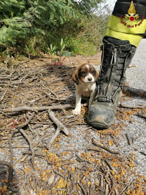 Fosso Pietroso Cane tombino Cerveteri