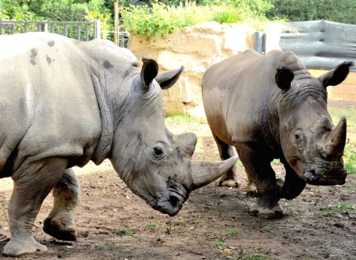 bioparco roma apre pubblico domani