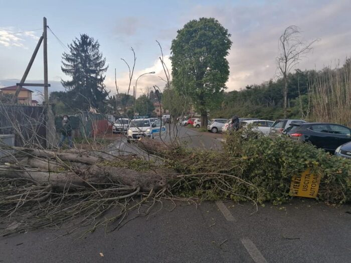Zagarolo, albero cade in strada: via della Stazione chiusa e paura tra gli automobilisti