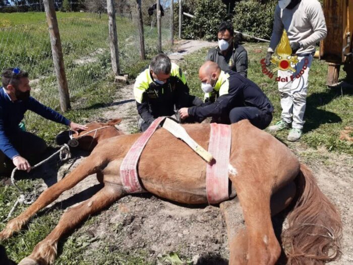 Torraccia del bosco, cavallo resta impigliato in una recinzione: ecco cosa è successo dopo