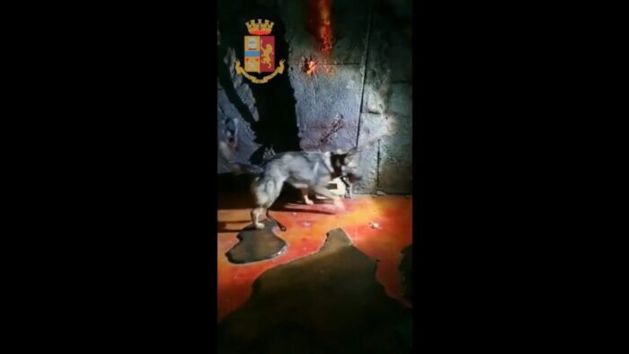 Talenti. Cane poliziotto scova un chilo di cocaina in uno sgabuzzino: arrestato un 32enne di San Basilio (VIDEO)