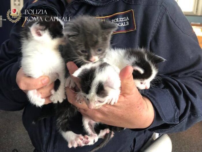 Torre Maura, cuccioli di gatto abbandonato in uno scatolone salvati dalla Polizia Locale