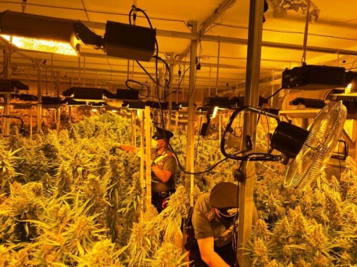 pomezia piantagione cannabis
