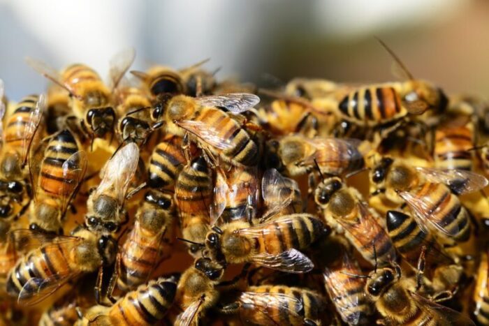 api covid 19 rintracciare ricerca
