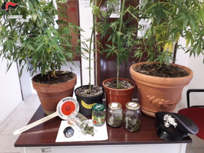 Castelliri, sorpreso a coltivare piante di cannabis in giardino: 31enne nei guai per spaccio