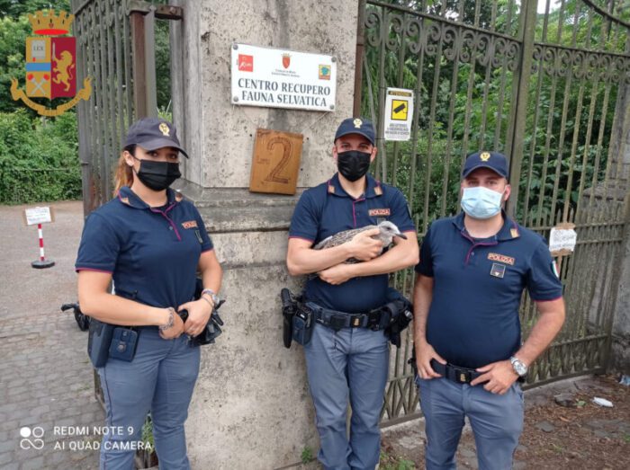 Gabbianella soccorsa all'interno del parco di Villa Borghese: è stata trovata ferita e stordita