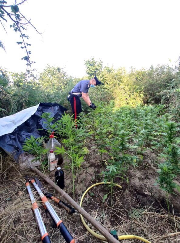 Roma, scoperta piantagione di marijuana a Bravetta e sequestrate decine di pasticche di droga pesante tra Colosseo e Prenestino-Labicano