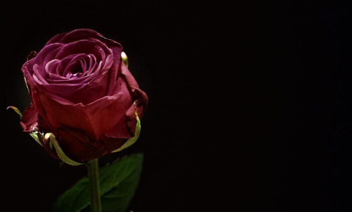 giuliano di roma funerali giannina di girolamo