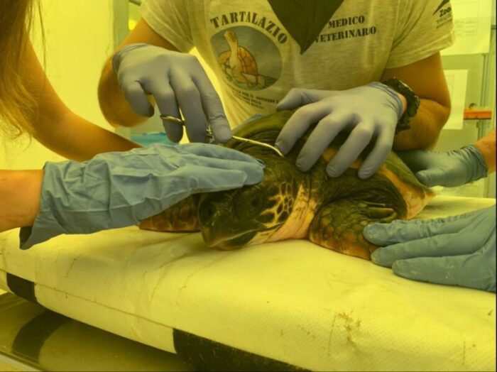 Isola di Palmarola tartaruga Caretta Caretta trovata curata liberata in mare