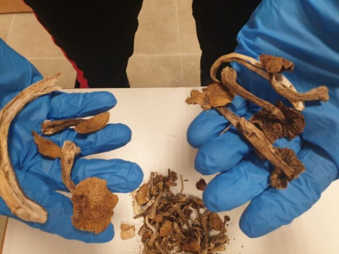 Roma, Ferragosto da "sballo": sequestrati funghi allucinogeni, ecstasy e centinaia di dosi di droga (FOTO)