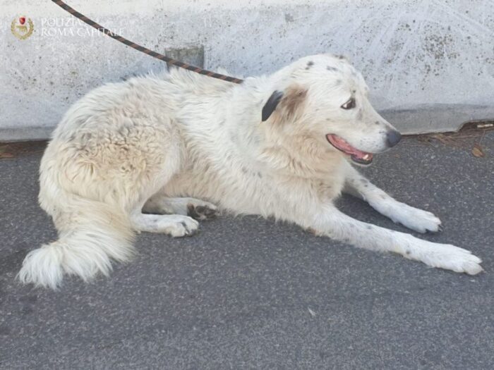 roma salvato meticcio giornata mondiale cane