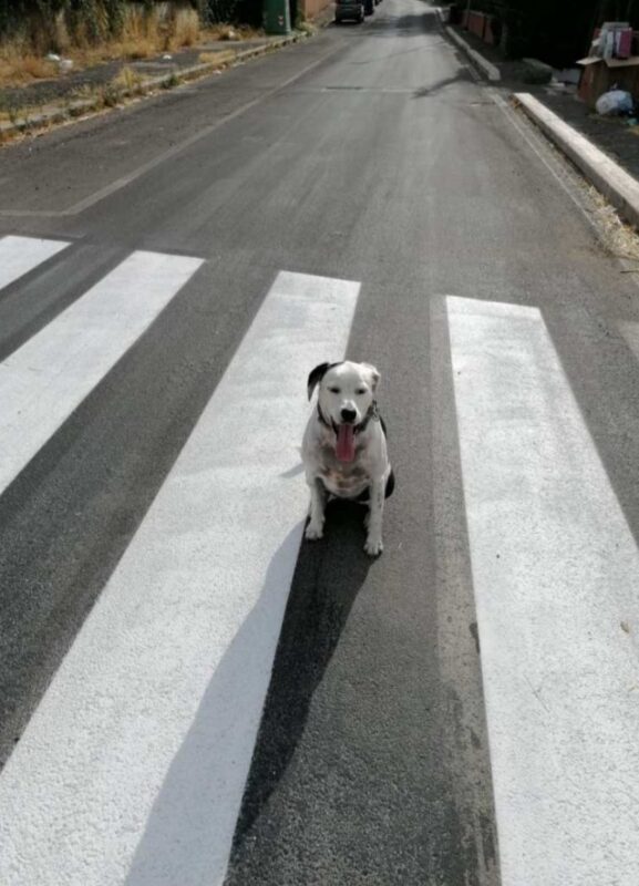 Roma. "Settecamini si rifà il look": i lavori di riqualificazione del quartiere