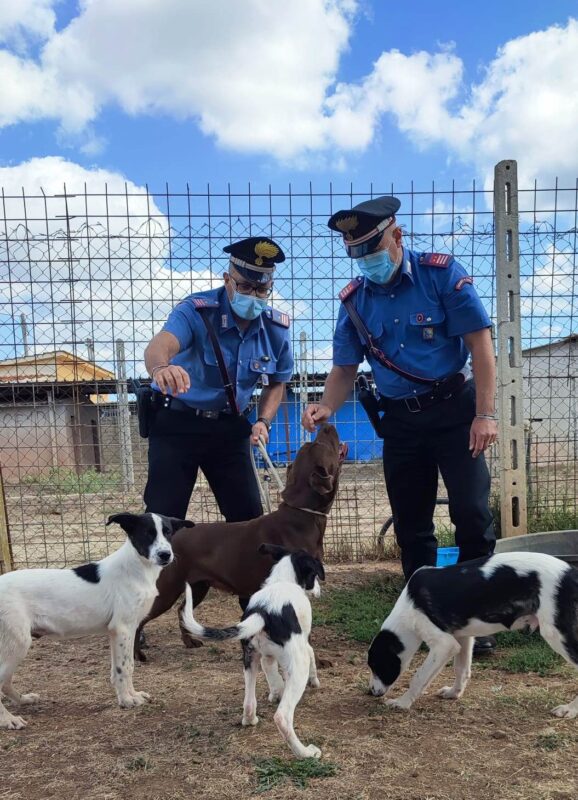 Torvaianica. Deteneva 13 cani in pessime condizioni igieniche e ammassati in un terrazzo: denunciata 48enne