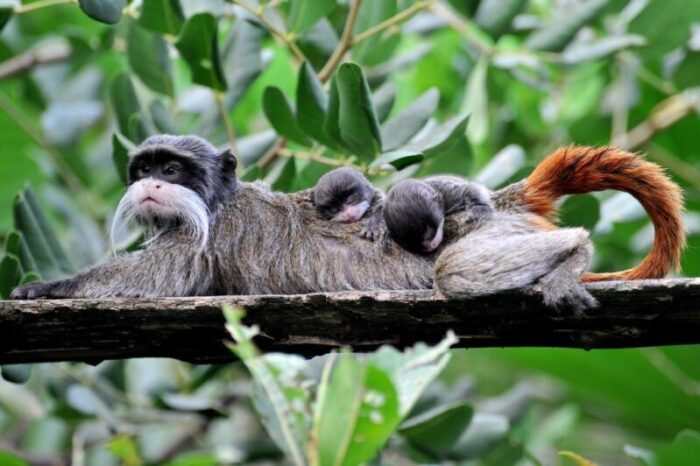 Al Bioparco di Roma sono nati due gemelli di tamarino imperatore: tra le scimmie più piccole e particolari del mondo