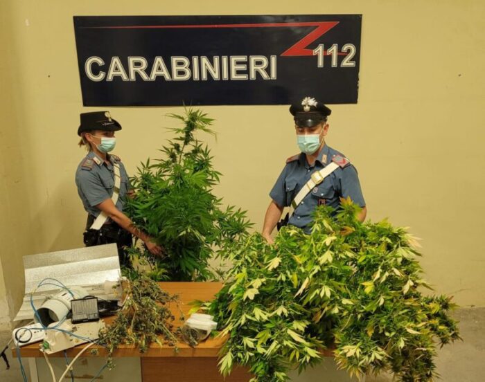 Torvaianica. Nascondeva nel box una serra di marijuana: arrestato 34enne di Frascati