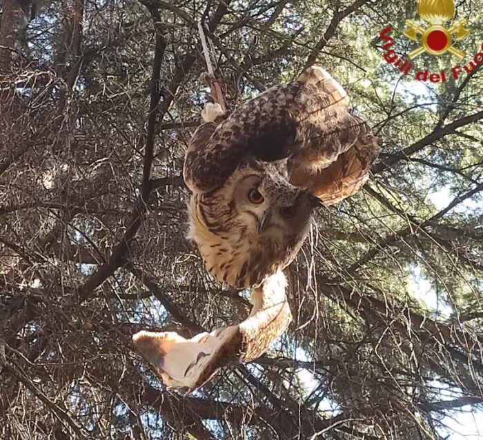 colli aniene gufo intrappolato albero