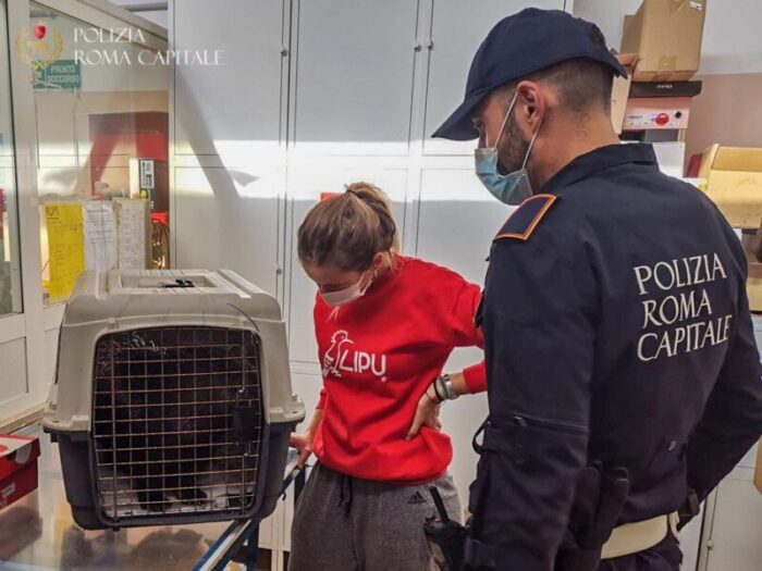 Roma, via Cipro. Istrice spaventato scappa tra le auto e cerca rifugio nei negozi: salvato dalla Polizia Locale