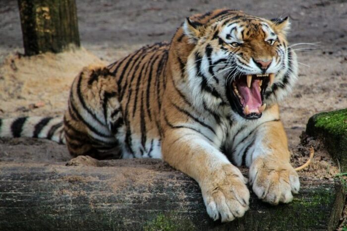 zoo tigre stacca dito bambino