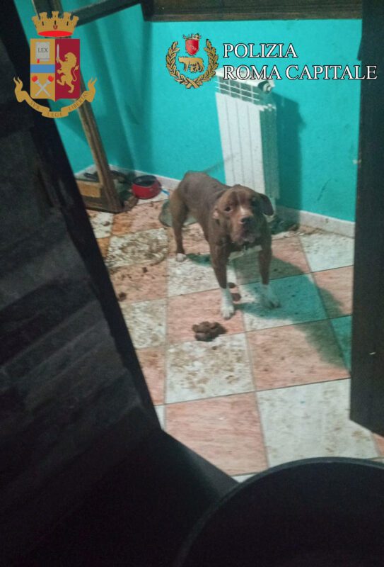 or Bella Monaca. Pitbull legato al termosifone ed in pessime condizioni igienico-sanitarie: la vicenda