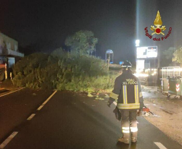 Palestrina, albero caduto in strada: intervengono i Vigili del Fuoco