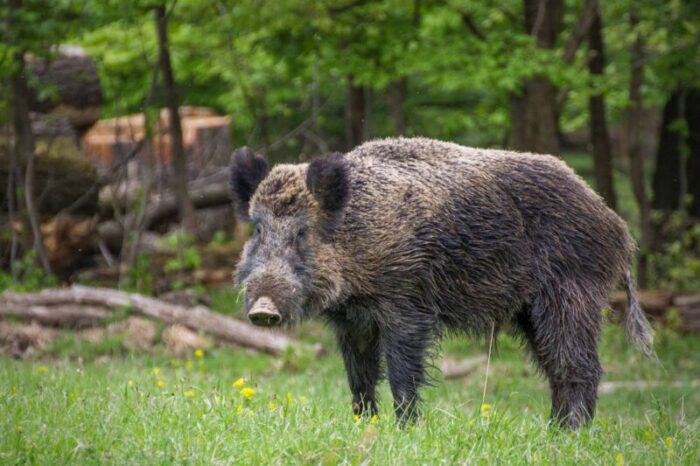 Esperia, uomo aggredito da cinghiale: in ospedale con femore fratturato