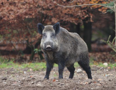 Fauna selvatica, Coldiretti Roma scrive al sindaco di Fiumicino per chiedere interventi urgenti