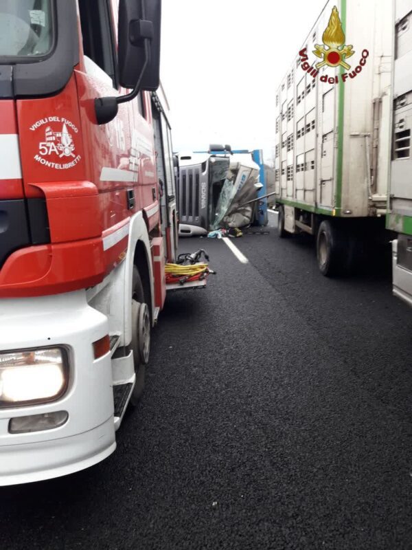 Camion che trasporta mucche si ribalta: animali morti e autostrada chiusa. L'aggiornamento