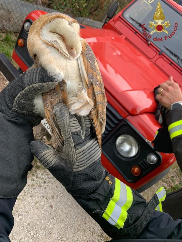 sgurgola barbagianni vigili del fuoco