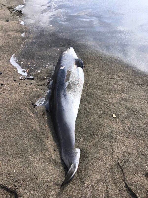 Ostia, delfino ritrovato morto in spiaggia: si tratta di un esemplare giovanissimo