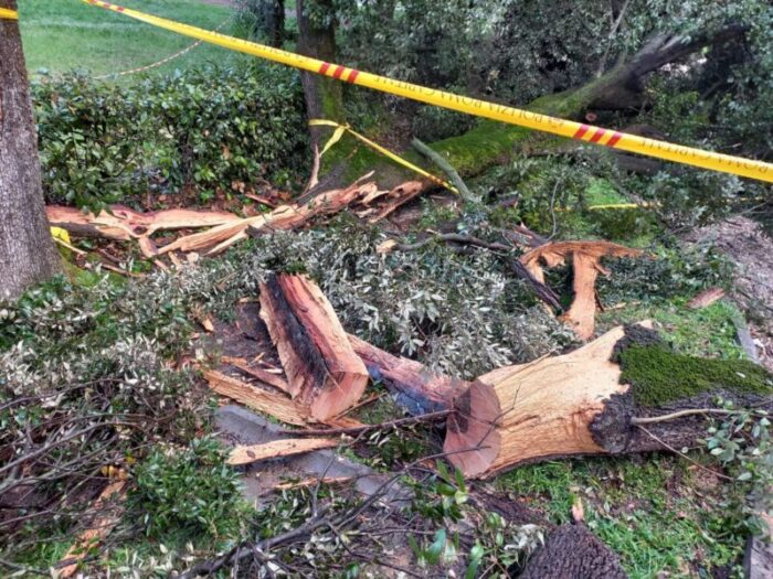 Roma, albero crollato su due donne a Villa Borghese per il forte vento: una è rimasta ferita e portata al Pronto Soccorso