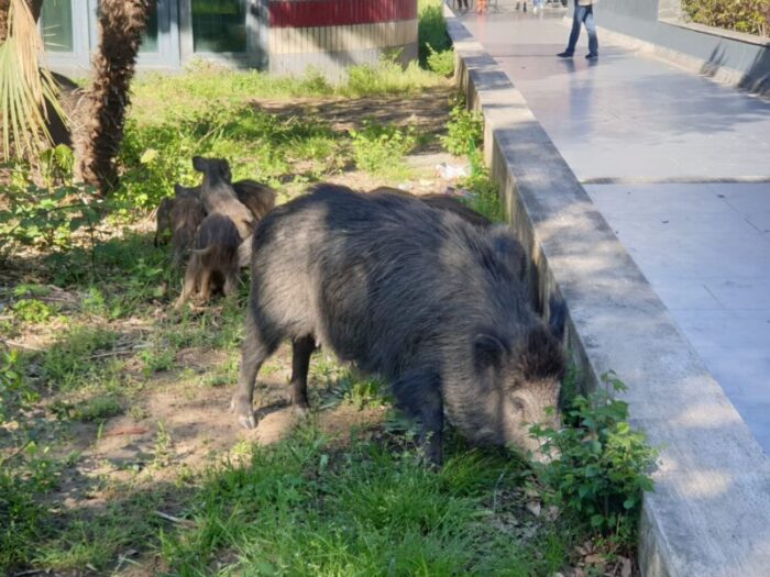 Roma, famigliola di cinghiali all'entrata della metro A Valle Aurelia