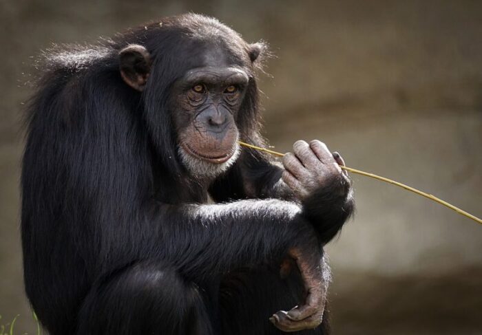 scimpanzé riconoscono teschi morti