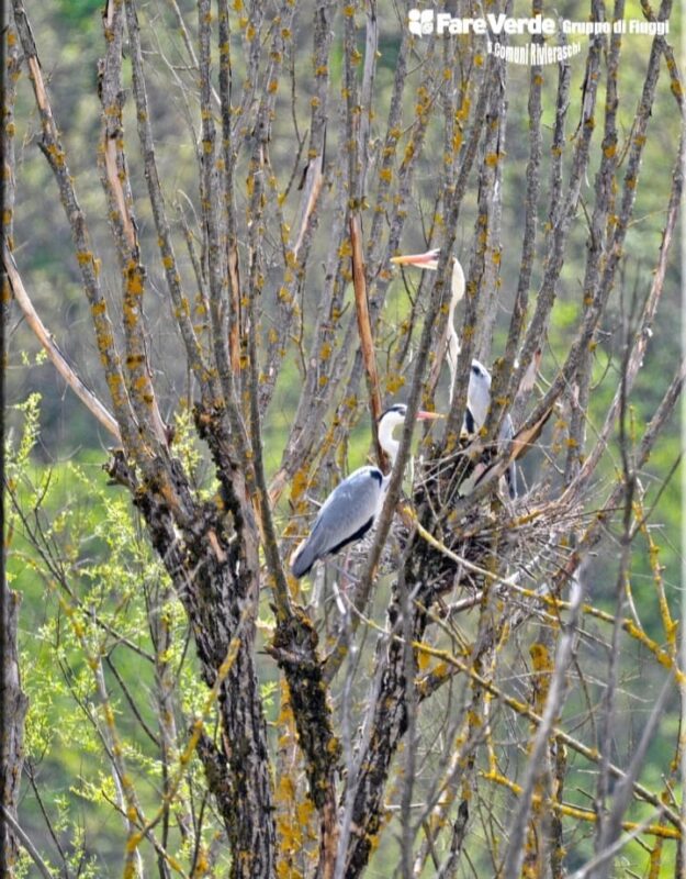 Fare Verde Fiuggi, la prima tappa della Campagna Ambientale "Ascoltando il canto degli uccelli"