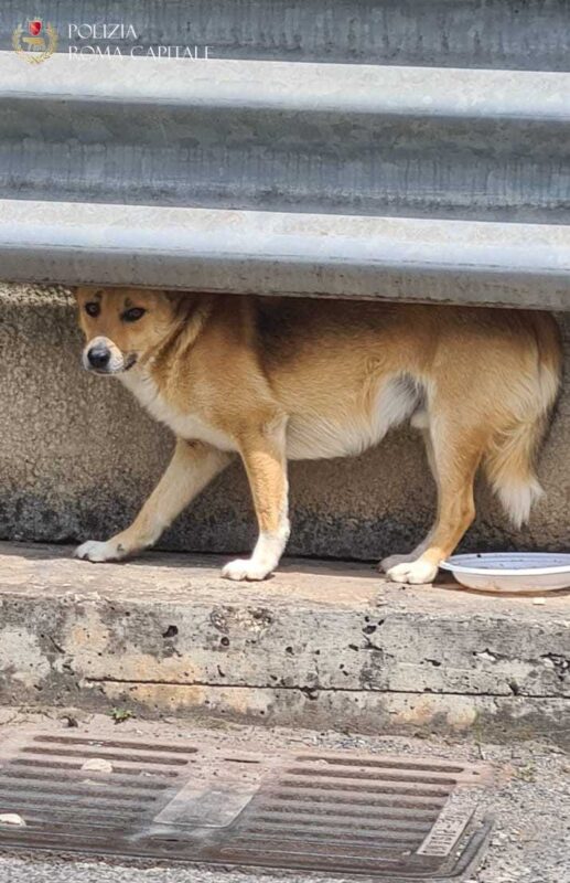 Tor Vergata, paura per un cagnolino che vagava in strada