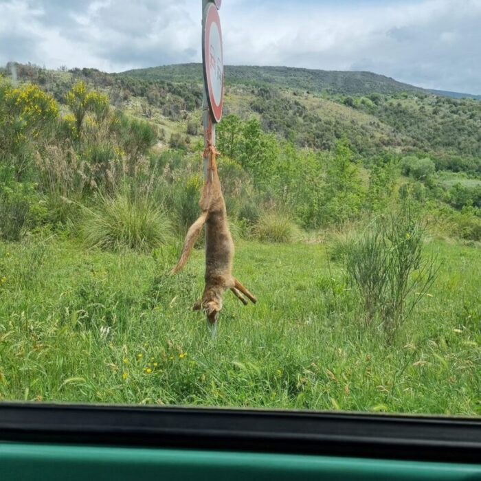 Choc a Roccasecca: volpe uccisa e appesa ad un palo