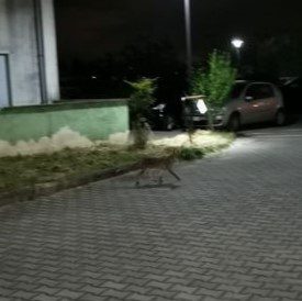 Colleferro, avvistata una volpe in zona Colle Bracchi