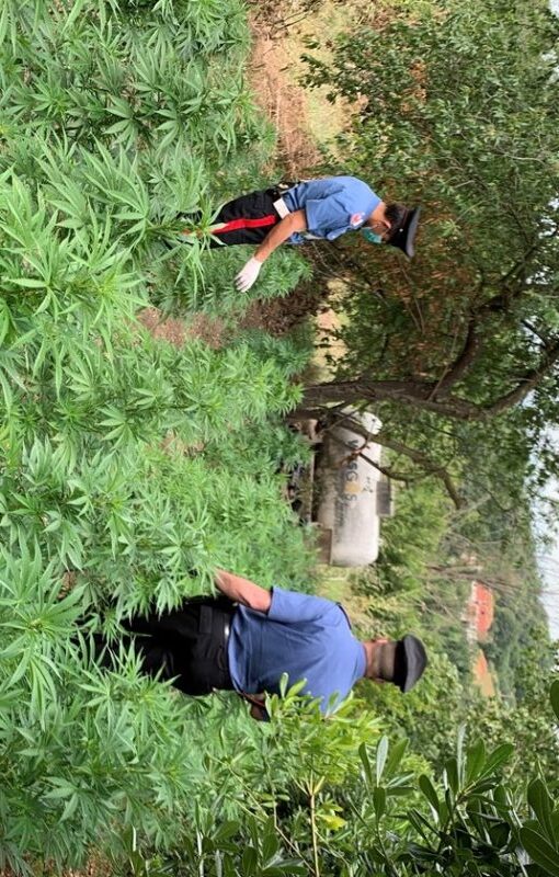 Anguillara Sabazia piantagione di canapa casa