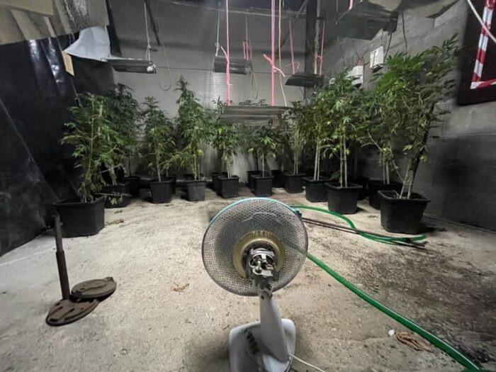 La Storta, fratelli nella vita e nello spaccio: trovata piantagione di Marijuana, con piante alte due metri