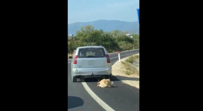 lega cane trascina strada video