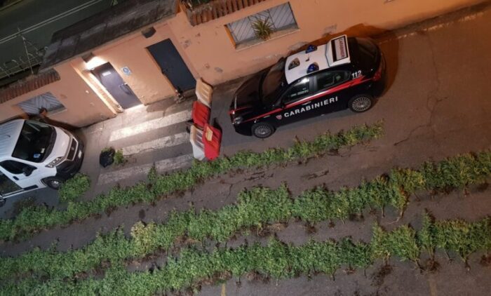 Piantagione marijuana Campagnano di Roma arresti