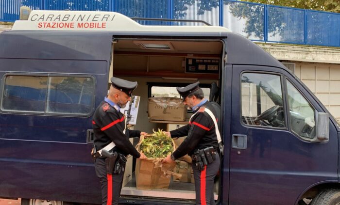 cerveteri coltivano marijuana padre figlio