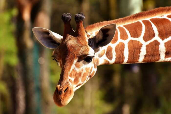 bambina muore attacco giraffa parco