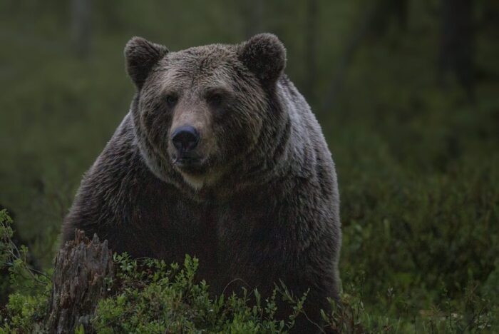 San Donato Valcomino uomo morso orso