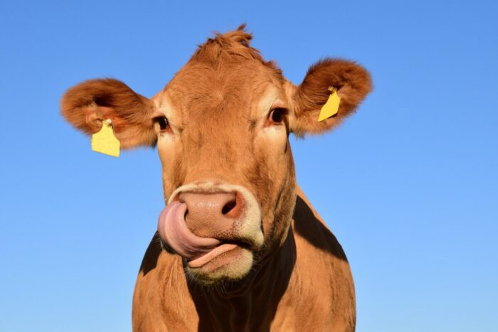 Roma-Viterbo, mucca fugge da allevamento e finisce sui binari: paura per 30 persone a bordo del convoglio