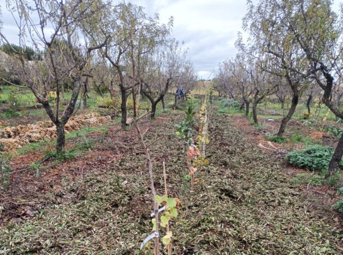 Bambino Gesù, i bimbi dell'ospedale adottano 650 alberi da nettare per le api